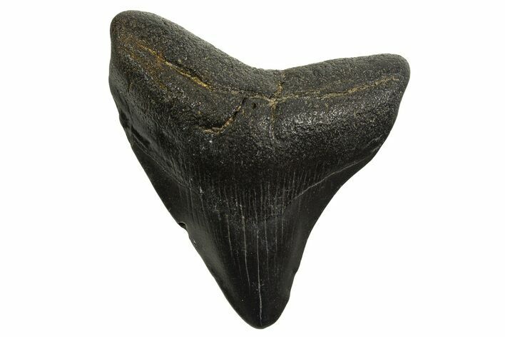 Posterior Juvenile Megalodon Tooth - Georgia #329839